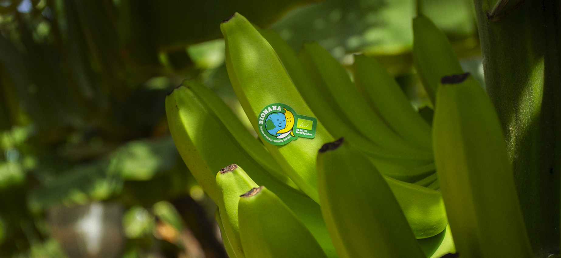 Bionana